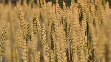 barley sunset played with sunlight