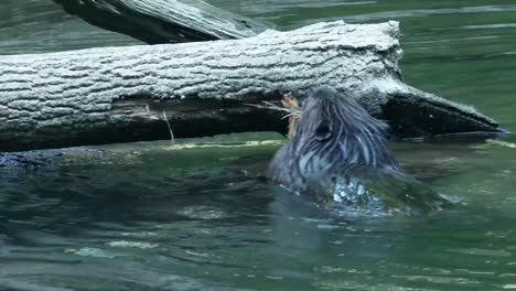 slow motion view of beaver tearing bark off of fallen log in river, swim and climb away