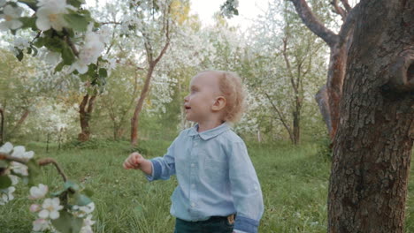 Now-he-knows-how-blooming-apple-tree-smells