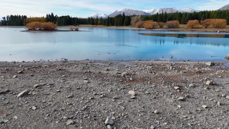 a tranquil scene of ducks swimming on lake tekapo, surrounded by autumn foliage and mountains under soft lighting