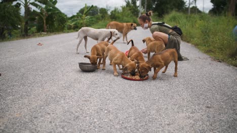 junge frau füttert obdachlose hunde und welpen in asien