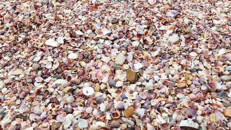 conchas de playa