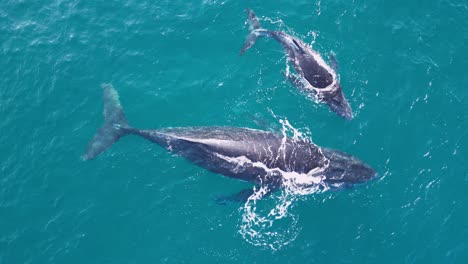 La-Cría-De-Ballena-Jorobada-Recién-Nacida-Descansa-Junto-A-Su-Madre-En-El-Agua-Azul-Del-Océano