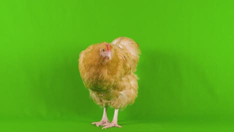 toma amplia de cuerpo completo de un pollo beige mirando hacia adelante a la cámara mientras está de pie en una pantalla verde de clave de croma