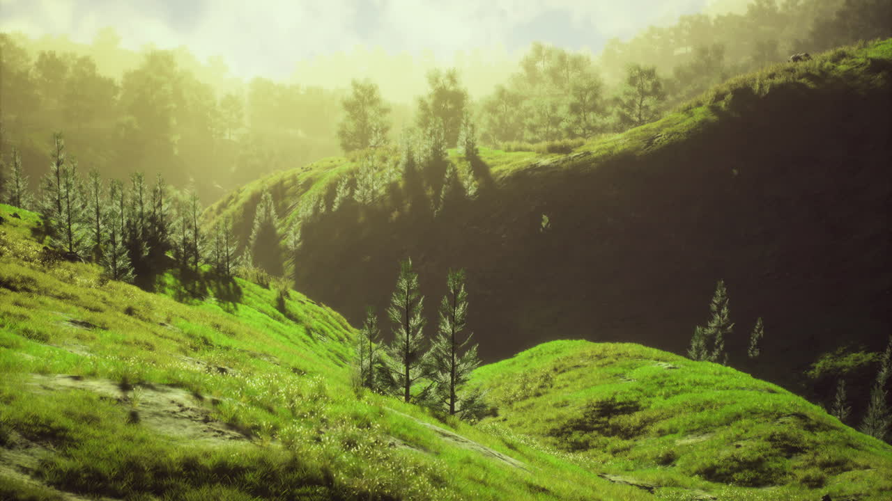 Vibrant green hills with trees basking in golden light during sunrise