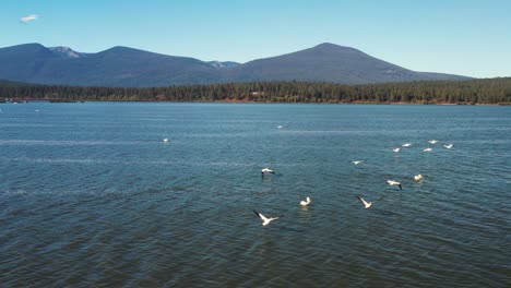 White-Pelican-birds-flying-over-a-lake-in-Southern-Oregon,-USA