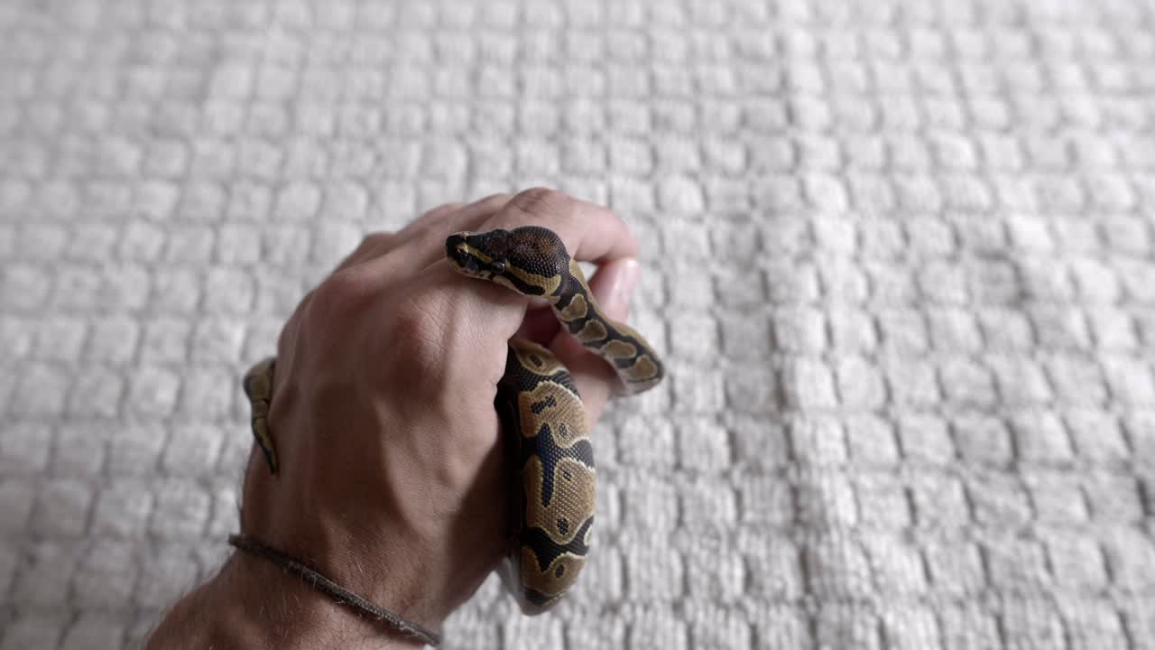 Baby phyton moving around hands