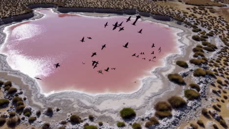 aerial view of a pink salt lake with birds flying over