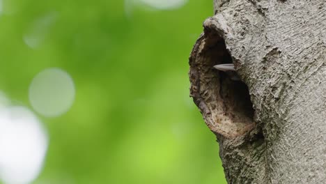 young black woodpeckers poking head out of nest hole in tree