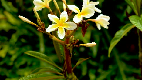 Perfect-Frangipani-flowers-with-early-morning-raindrops-on-them,-tilt-down-shot