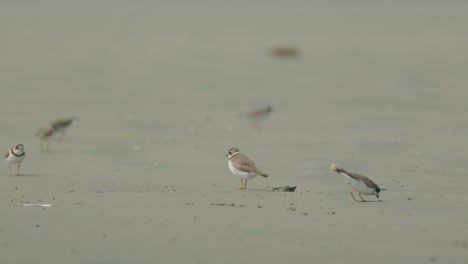 disparo de enfoque de estante de cerca de una bandada de plover semipalmado caminando por la arena de la playa