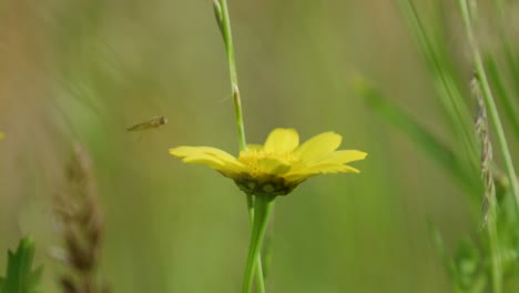 Schwebefliege-Landet-Vorsichtig-Auf-Einem-Leuchtend-Gelben-Gänseblümchen