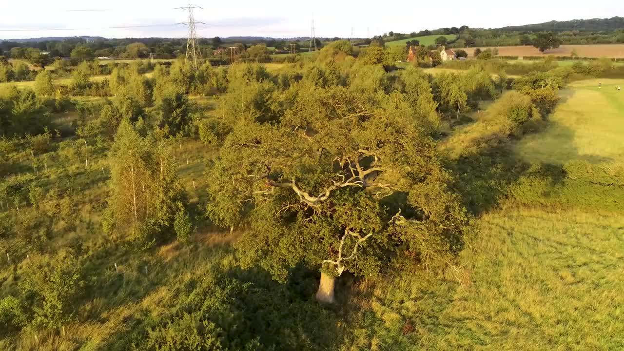 Green countryside nature landscape aerial view circling tree in idyllic public park
