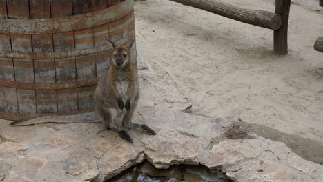 baby kangaroo drinking water a sunny day