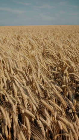 el campo de trigo dorado