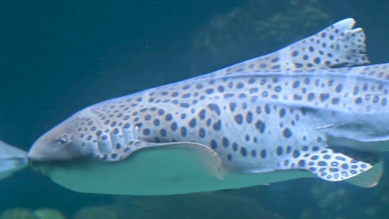Leopardenhai schwimmt im Riffaquarium-Habitat des Zoos vorbei
