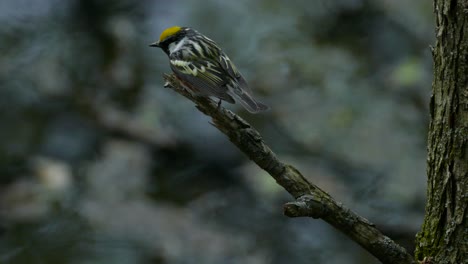 yellow rumpled warbler setophaga coronata bird sitting on broken tree branch overlooking rainy river lake water