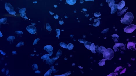 Jellyfish-in-a-water-tank