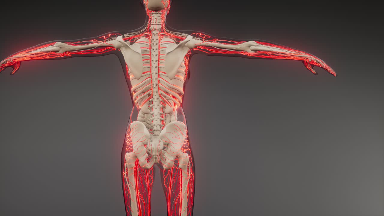 vasos sanguíneos del cuerpo humano