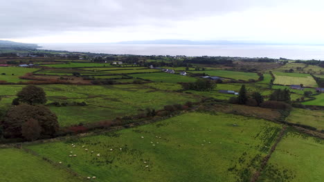 slow moving drone shot over a lush green pasture with sheep grazing in donegal, ireland