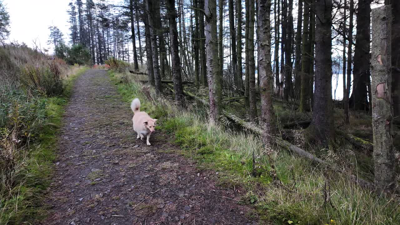 Dog walking on a winding forest path surrounded by trees and tall grasses outdoors