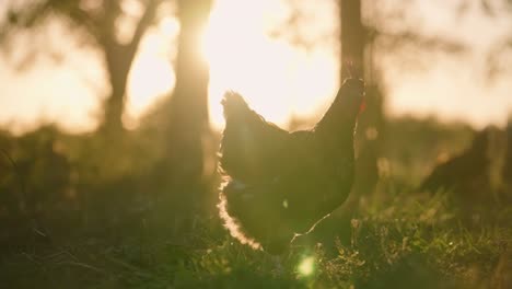 large, plump chicken roaming through open field on cage free egg farm at sunset with golden hour sun flares peeking through trees in slow motion