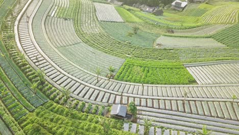 Aerial-birds-eye-shot-of-several-plantation-with-growing-vegetables-on-mountain-of-Indonesia---Butuh-Village,-Nepal-Van-Java