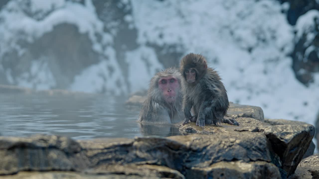 A heartwarming scene unfolds as a baby snow monkey relaxes alongside its mother in the warm waters of an onsen in Jigokudani, Japan.
