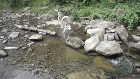 los perros esquimales se divierten en el río de la montaña