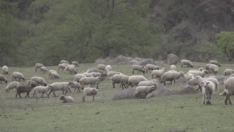 Shot-of-a-small-herd-of-sheeps-grazing-in-a-green-field-during-sunset-on-the-outskirts-of-a-forest