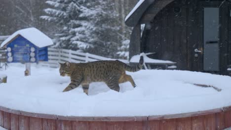 wild cat standing in a snowed forest while snowing