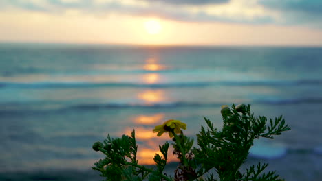 Flor-Amarilla-Moviéndose-En-La-Brisa-Durante-Una-Puesta-De-Sol-Cambiante-Sobre-El-Océano-Pacífico-En-San-Diego