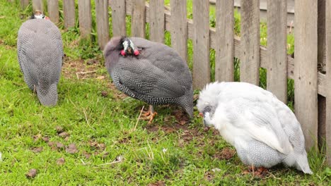 three guinea fowls pecking and grazing on grass