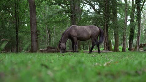 Large-chocolate-dark-brown-coat-horse-grazes-in-forest,-low-angle-grass-foreground