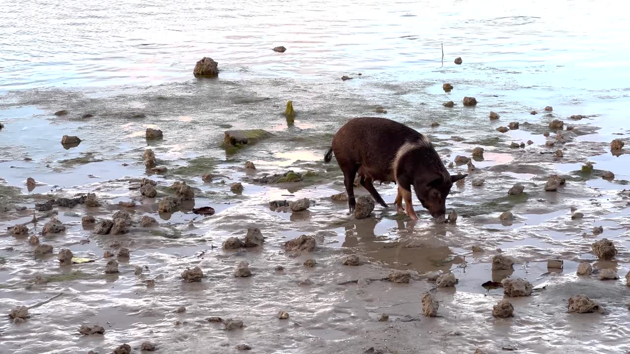 Pig is foraging in mud, coastal of Vava'u Island, Tonga. Countryside scene. Farm animal, meat production