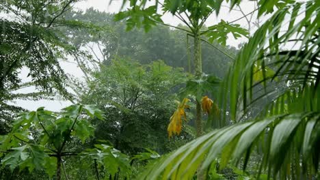 fuertes lluvias en el bosque tropical amazónico