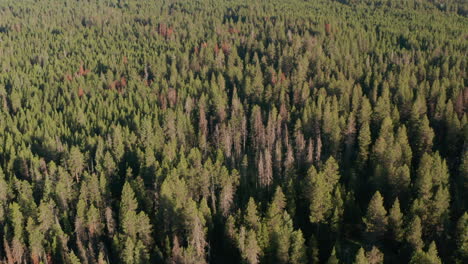 disparo aéreo que desciende en el denso bosque de pinos
