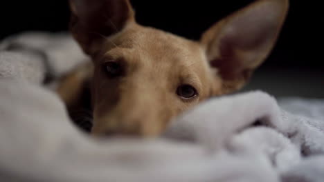 Lleno-De-Amor-Cachorro-De-Sabueso-Indie-Soñoliento-Tomando-Una-Siesta