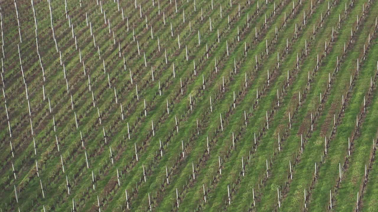 Grapevine rows on a hillside, aerial view of vineyard in winter, early spring