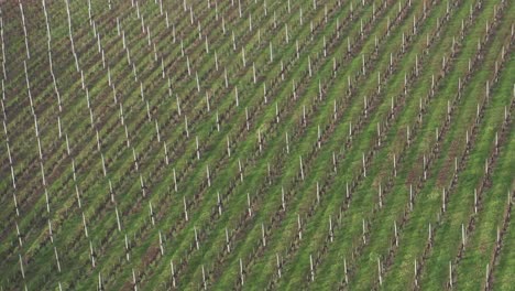 grapevine rows on a hillside, aerial view of vineyard in winter, early spring