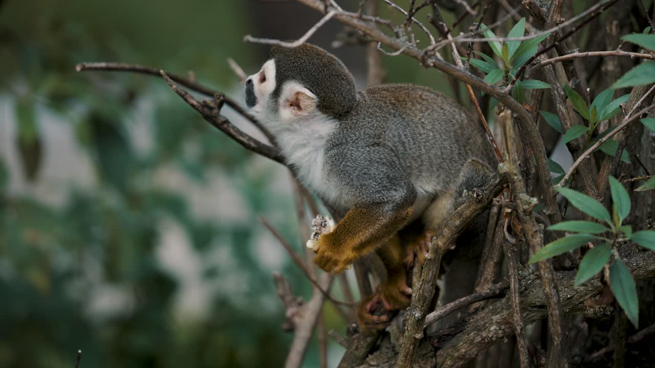 toma estática de mono ardilla almorzando en los árboles