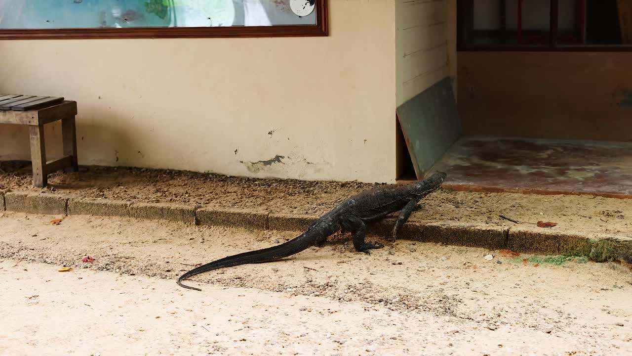 Monitor lizard moves along a building in Krabi