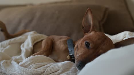 close-up view of a relaxed brown dog on a blanket on the sofa and gets up quickly