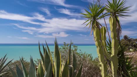 cactus sicilia 4k 03