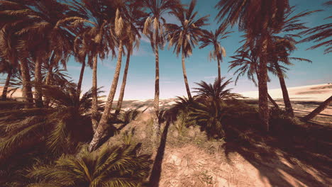 palm oasis in the desert