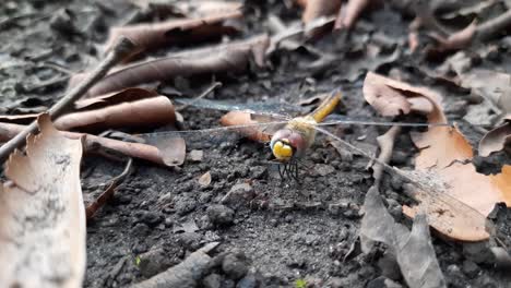 dragonfly - ant insects on nature ground