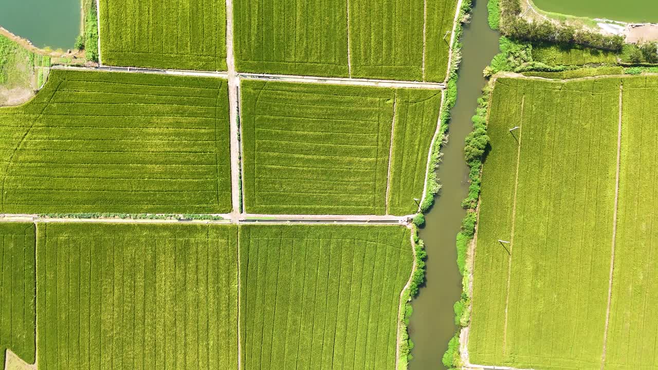 Top-down aerial shot of Rice Fields and Farmland in Jiangsu Province, China