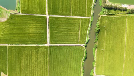 top-down aerial shot of rice fields and farmland in jiangsu province, china