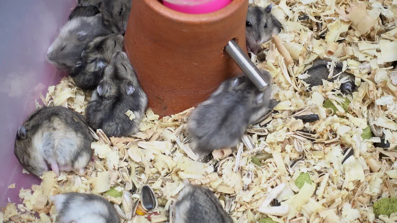 Söpö hamsteri
