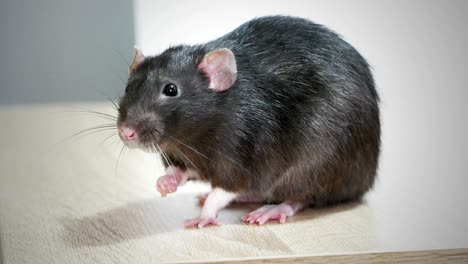 animal domestic gray rat close-up